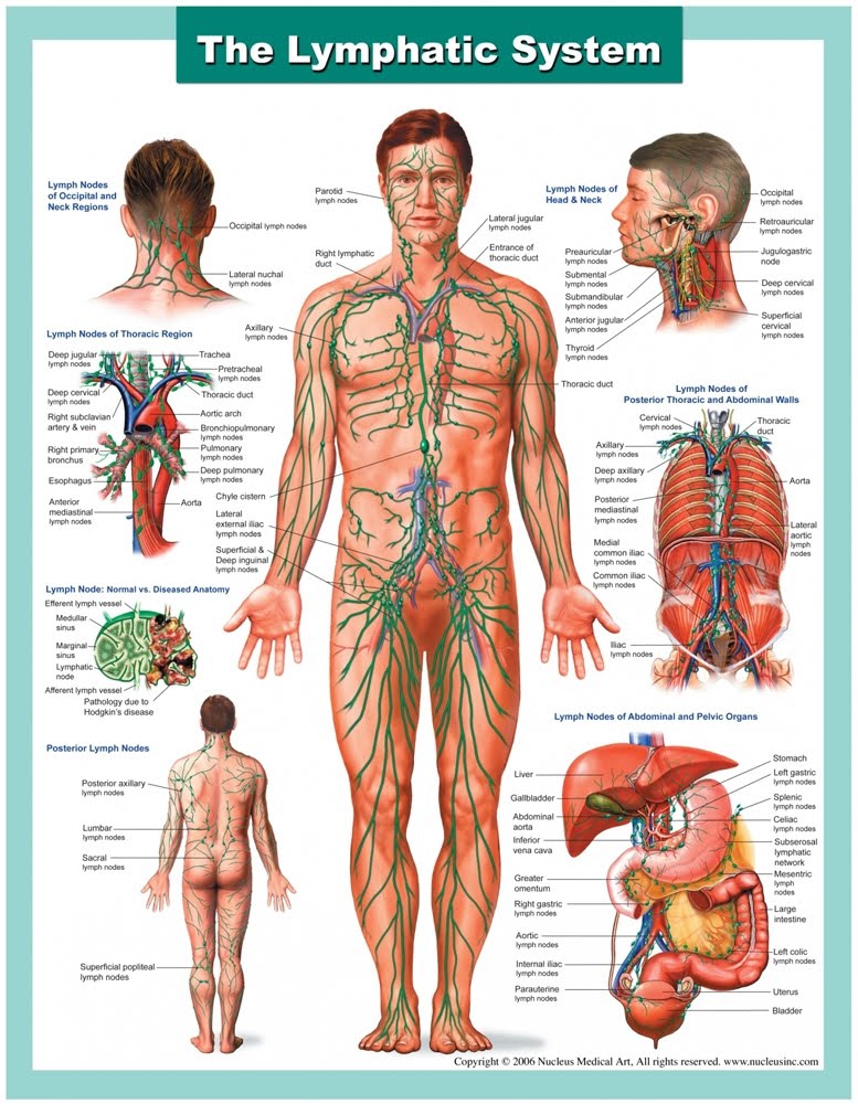 limfni sistem
